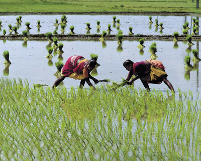 Paddy+Cultivation+Tamil+Nadu.jpg