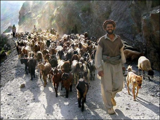Sheep+Goat+Pakistan.jpg