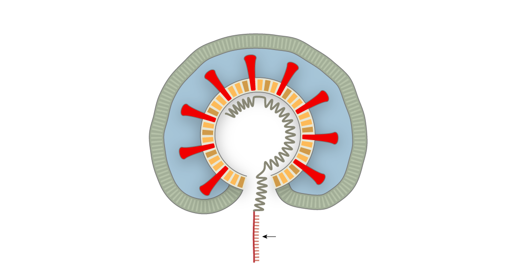 covid-rna.png