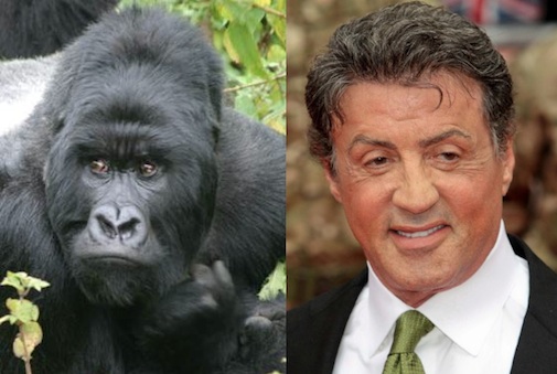 sylvester-stallone-gorilla.jpg