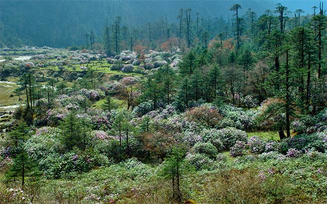 Yumthang_Valley_Sikkim_1.jpg