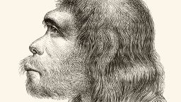 A 19th century illustration of a the head of a Neanderthal Man. Illustration From A 19Th Century Reconstruction. From Nuestro Siglo, Published Barcelona 1883. (Photo by: Universal History Archive/Universal Images Group via Getty Images)