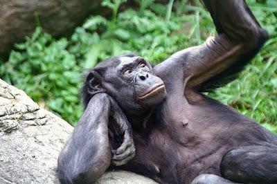 bonobo.jpg