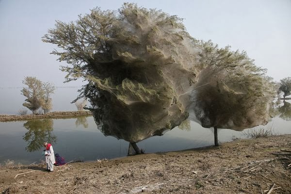 massive_spider_web_in_pakistan_2010.jpg