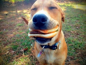 burger-for-dogs-300x225.jpg