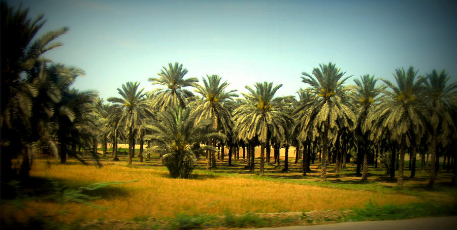 Palm_trees_by_lazzyangel7.jpg