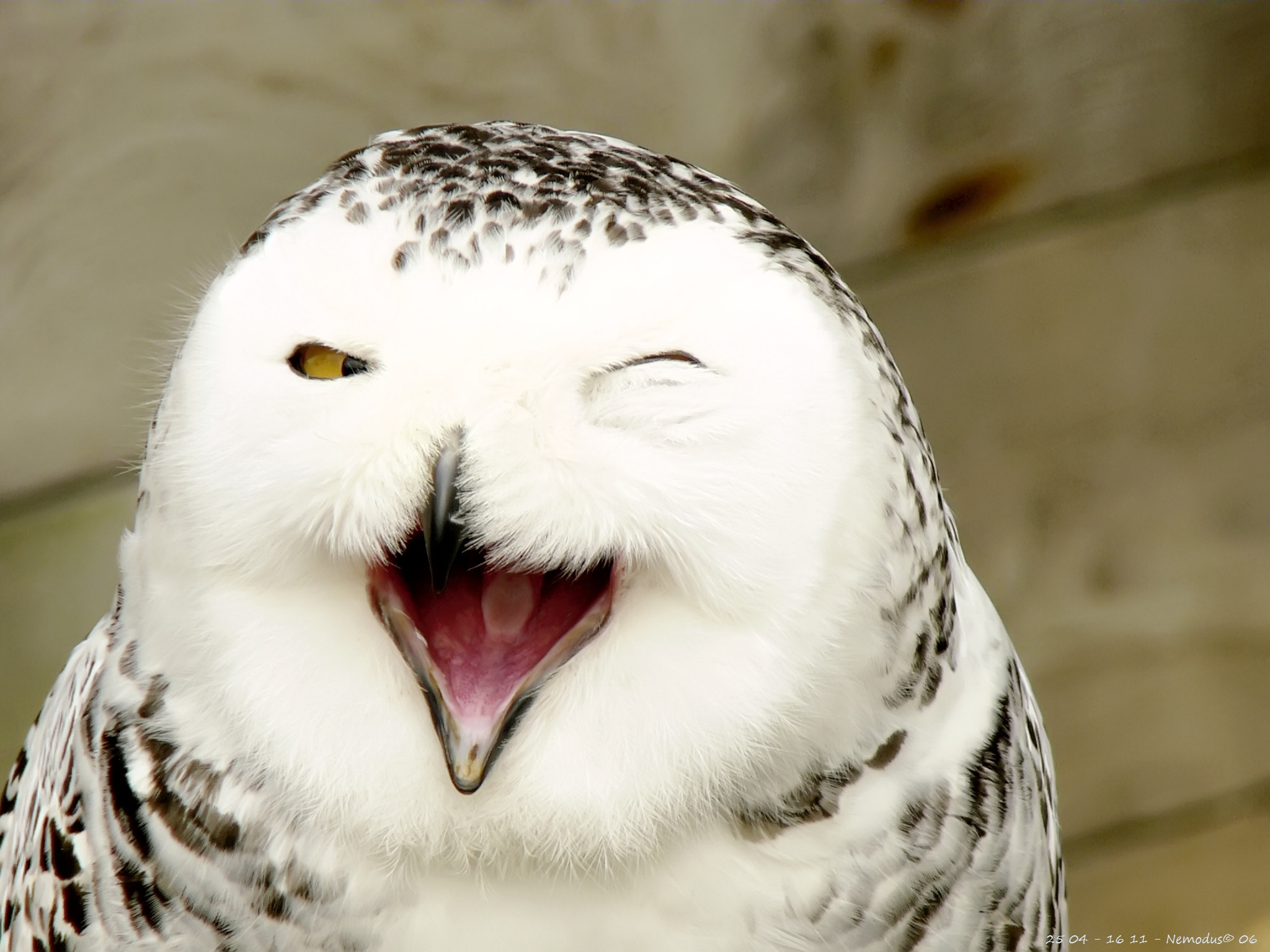 snowyowllaughing_Nemodus-photos.jpg