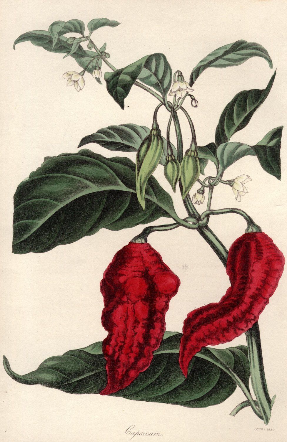 A picture from the 1830s of capsicum ustulatum, a kind of chilli