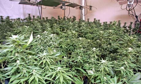 cannabis-plants-008.jpg