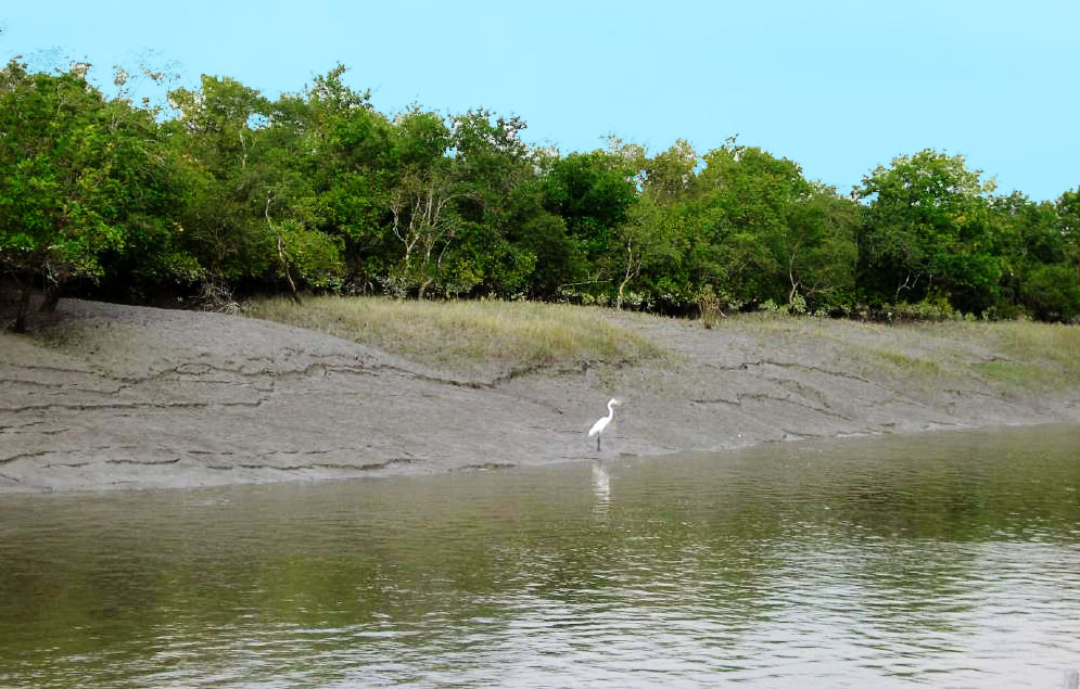 sundarbans.jpg