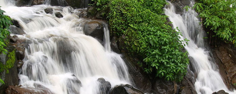 Sindhudurg-forest4.jpg