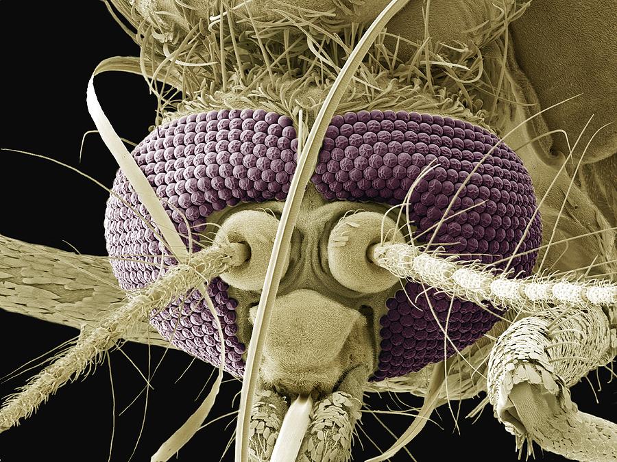 2-mosquito-head-sem-steve-gschmeissner.jpg