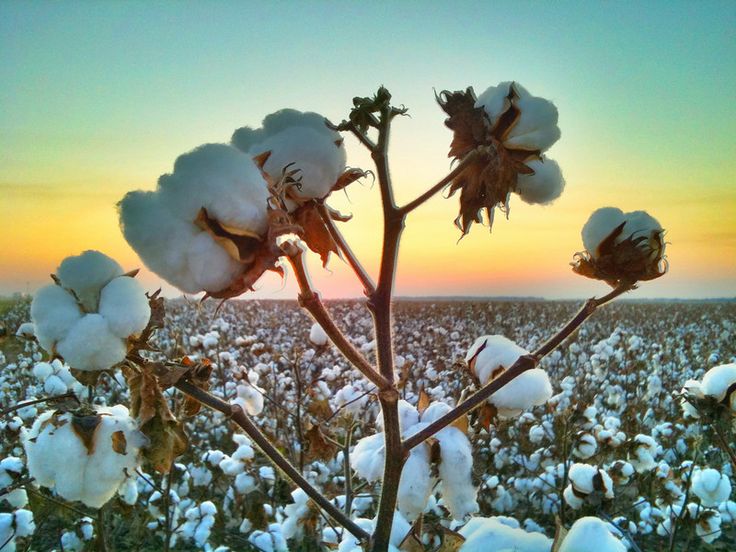 c57e13cfa886e640ae30d55e91ea3a71--mississippi-delta-cotton-fields.jpg