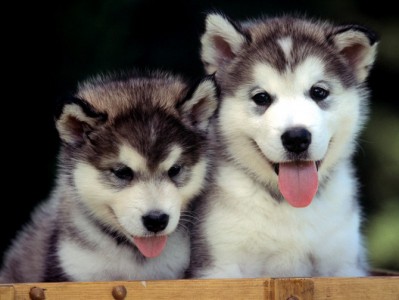 cute-huskie-puppies-399x300.jpg