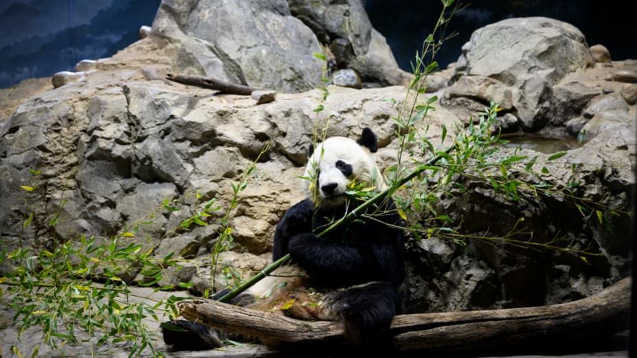 Giant panda Bei Bei eats bamboo at the Smithsonian's National Zoo in Washington, D.C., on November 14, 2019.