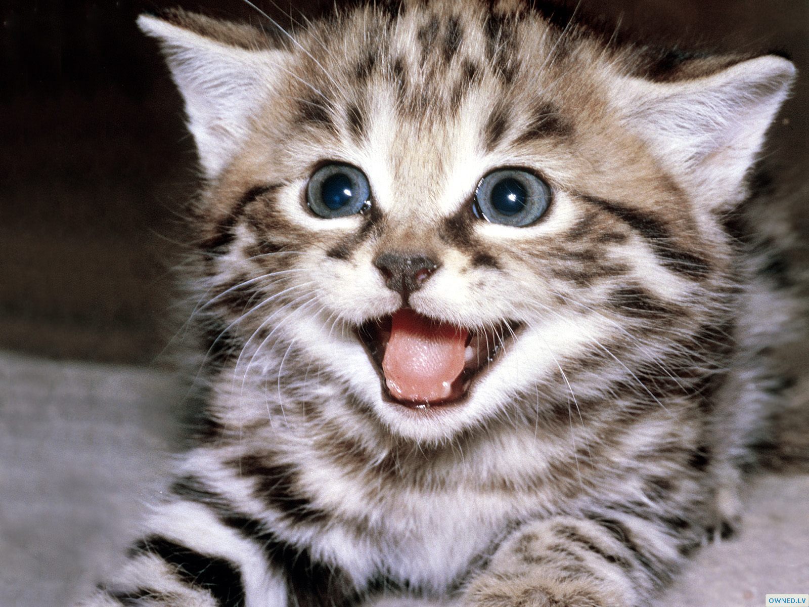 Cute-Cat.jpg
