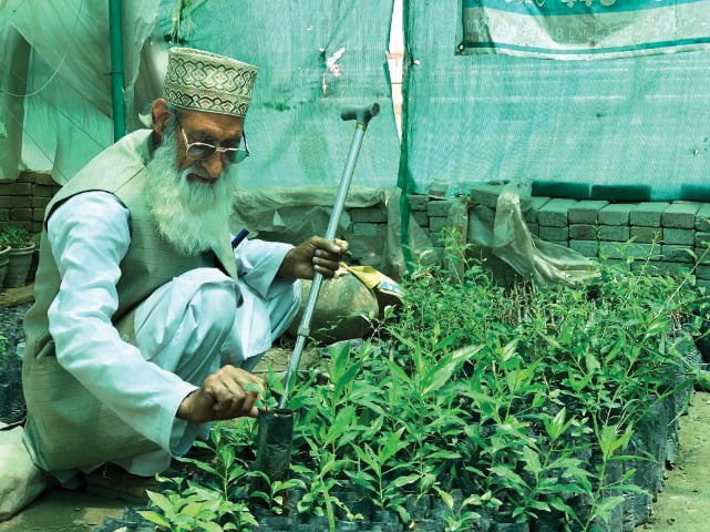Misal Khan tends to saplings in his nursery | Photo by the writer