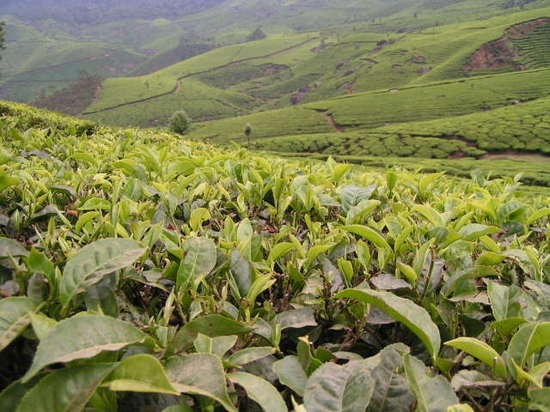 Darjeeling-Tea-Plantation.jpg