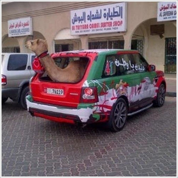 camel-inside-car-dubai-uae.jpg