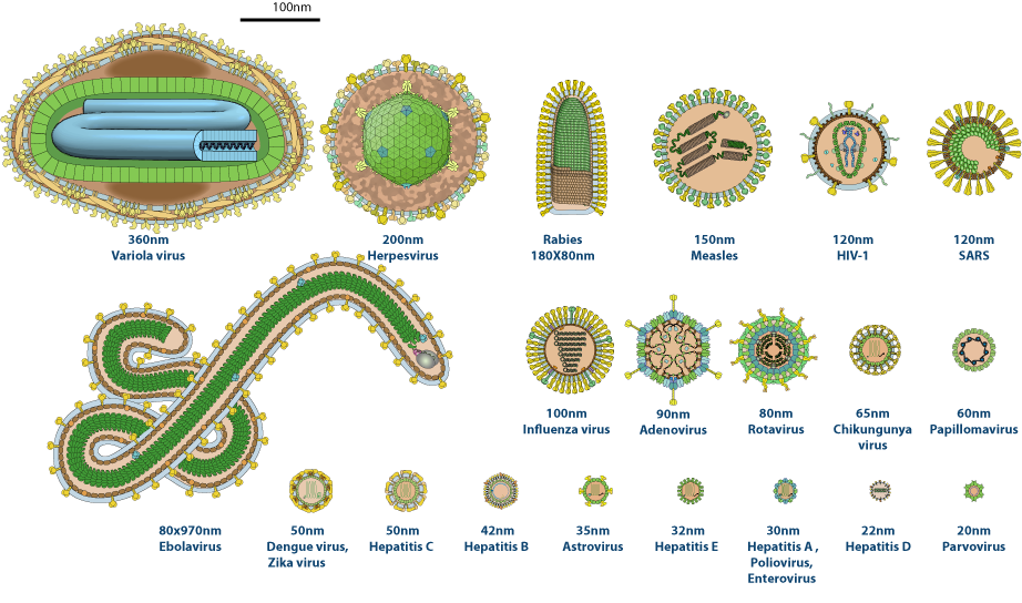 Virus_size.png