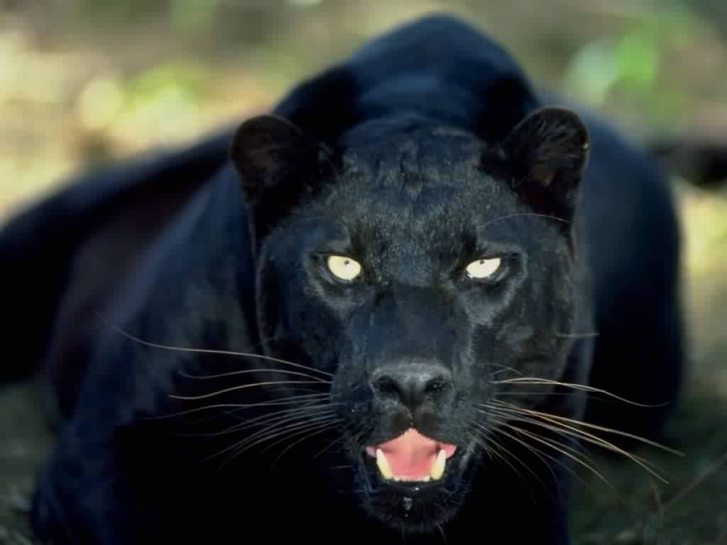 black-panther-In-India.jpg