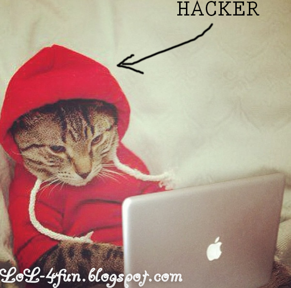 Funny+cat+HACKER.jpg