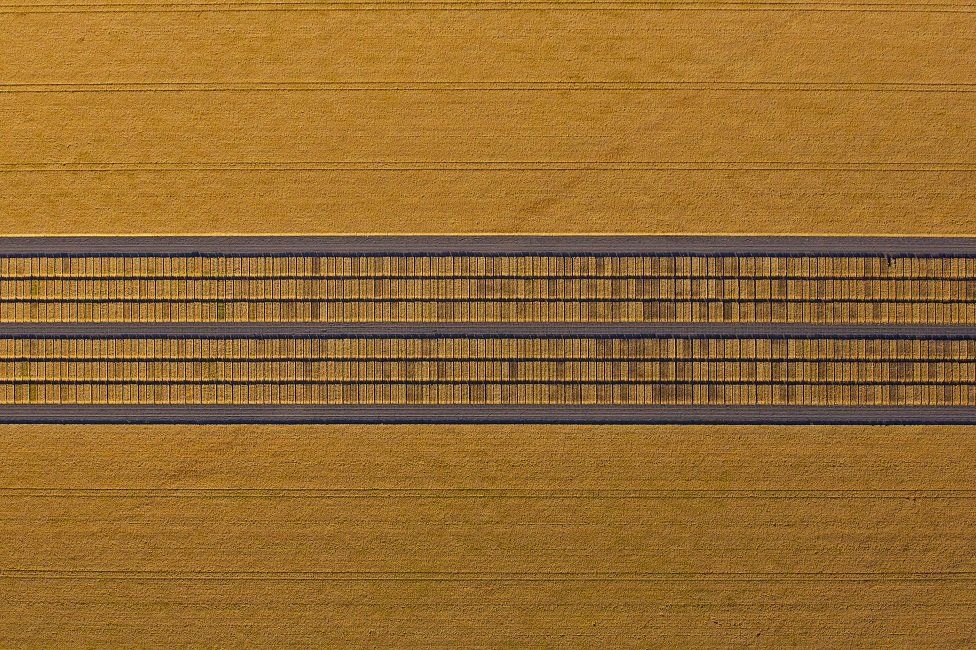 _94007049_wheattrials.jpg