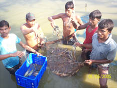 shrimp-harvest.jpg