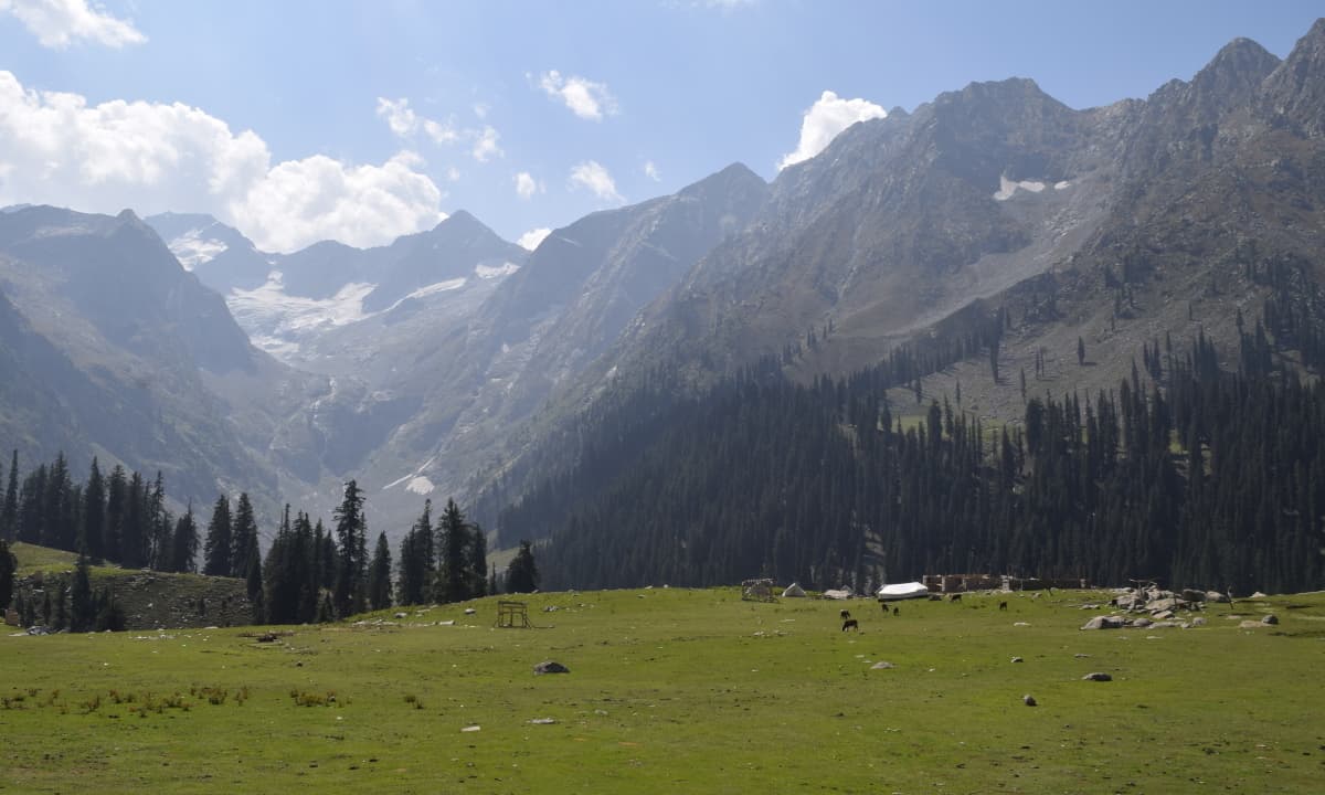 The meadows are surrounded by snowy mountains and thick pine forests.