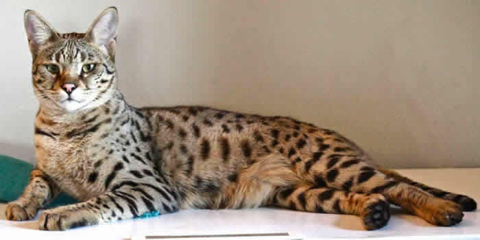 f2-savannah-cat_minih1.jpg