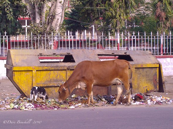 India_filth_cows_garbage.jpg