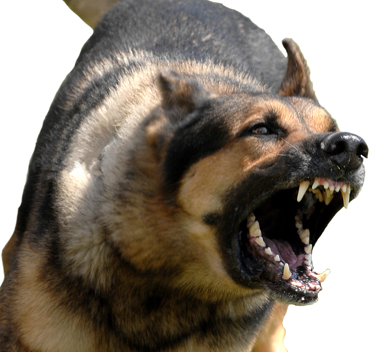 angry_dog_transparent_bg_by_qubodup-d79igx4.png