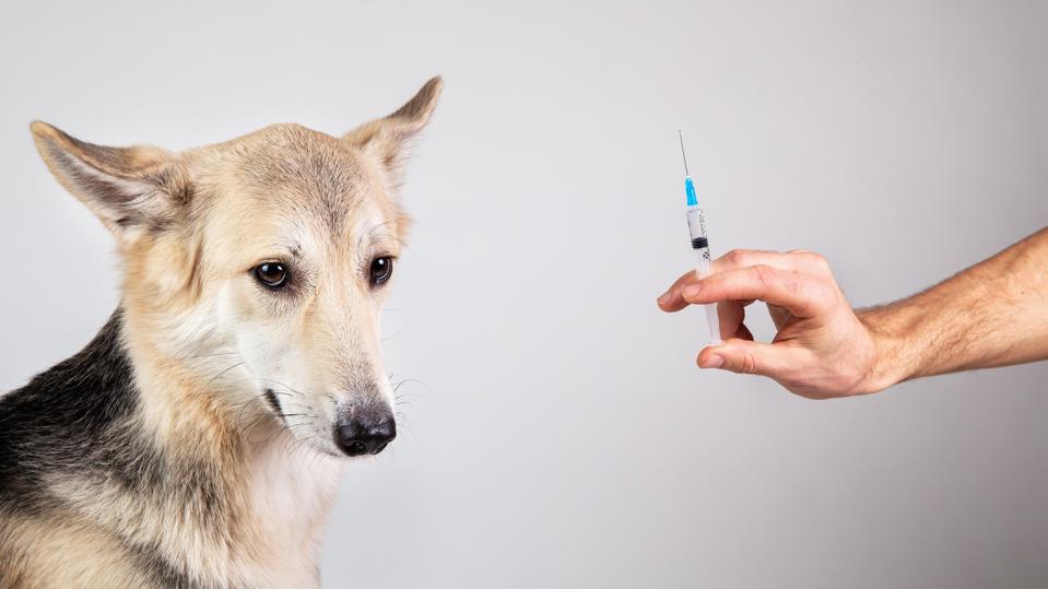 dog vaccination with a syringe on gray background