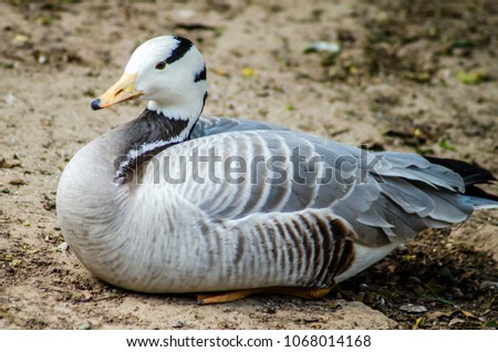 stock-photo-bar-headed-goose-bird-of-pakistan-1068014168.jpg