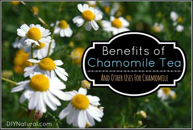 Chamomile-Tea-Benefit-660x446.jpg