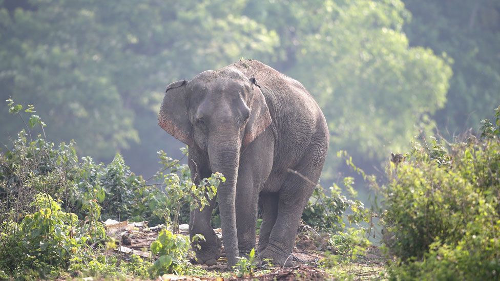 _94228213_loneelephant_getty.jpg