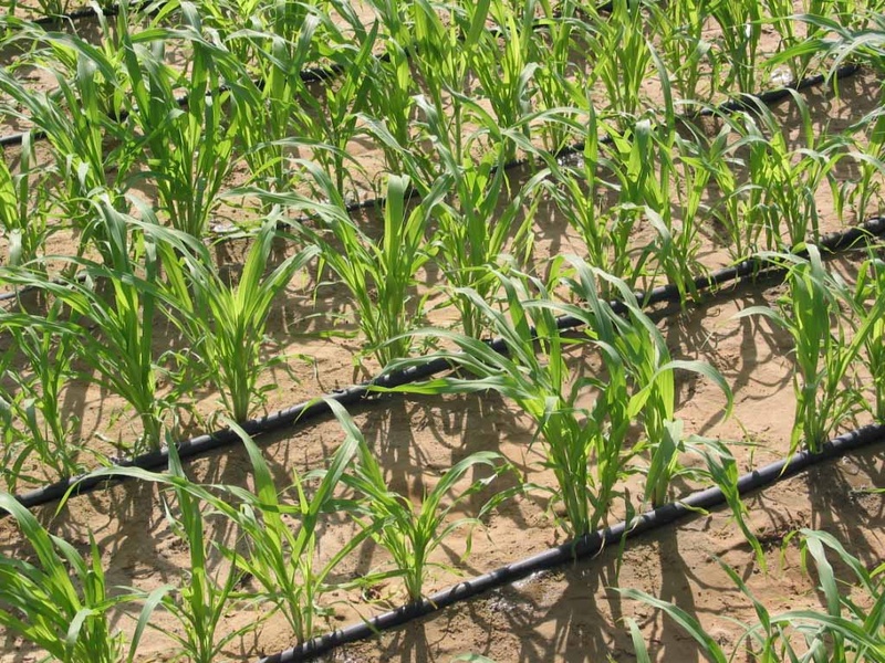 irrigation.jpg