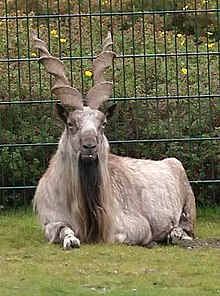 220px-Markhor.jpg