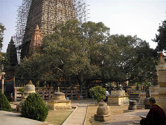 BodhGaya_BodhiTree2.jpg