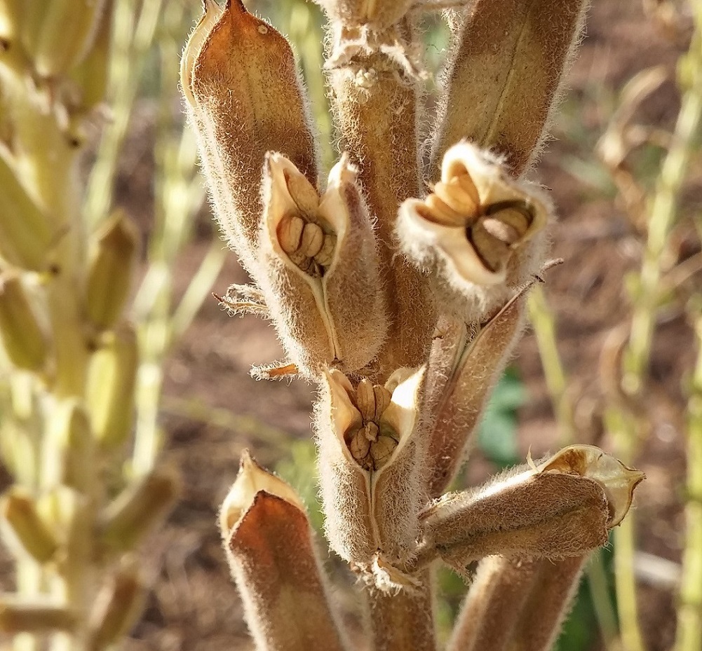 sesame-ready-for-harvest.jpg