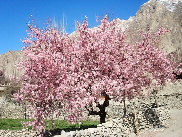 spring-in-hunza.jpg