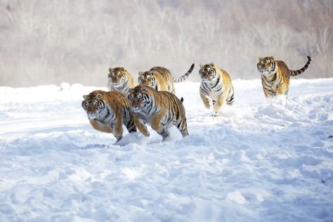 7b13e4dac9326da4ca57d14447776852--snow-tiger-tiger-tiger.jpg