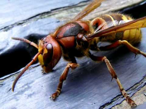 Giant-Indian-Hornet.jpg