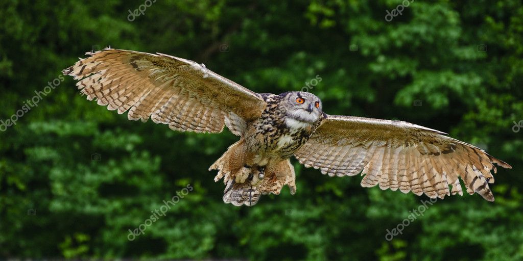 depositphotos_7087801-stock-photo-stunning-european-eagle-owl-in.jpg