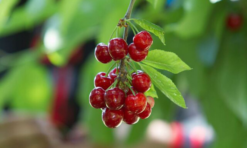 Pakistan to export cherries to China next year - Newspaper - DAWN.COM