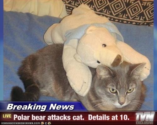 0da6a79134170ea9791d76428441270b--funny-news-stories-polar-bears.jpg