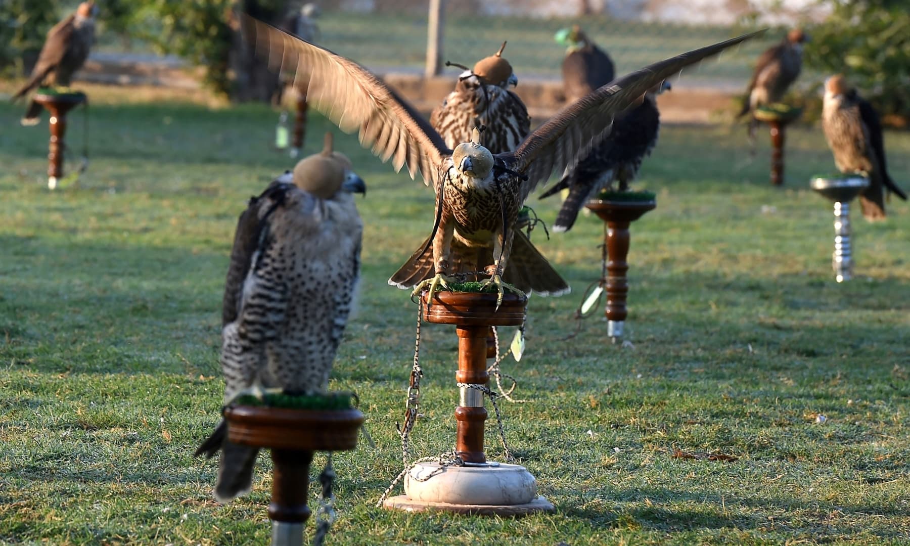 This picture taken on November 23, 2020, shows falcons seized by authorities from smugglers at a shelter in Karachi. — AFP