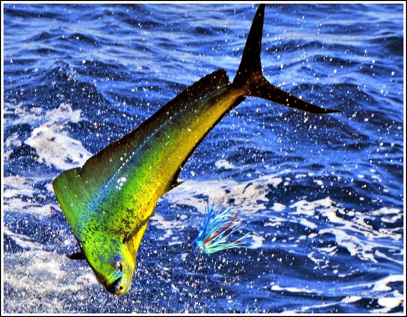 mahi-mahi.jpg