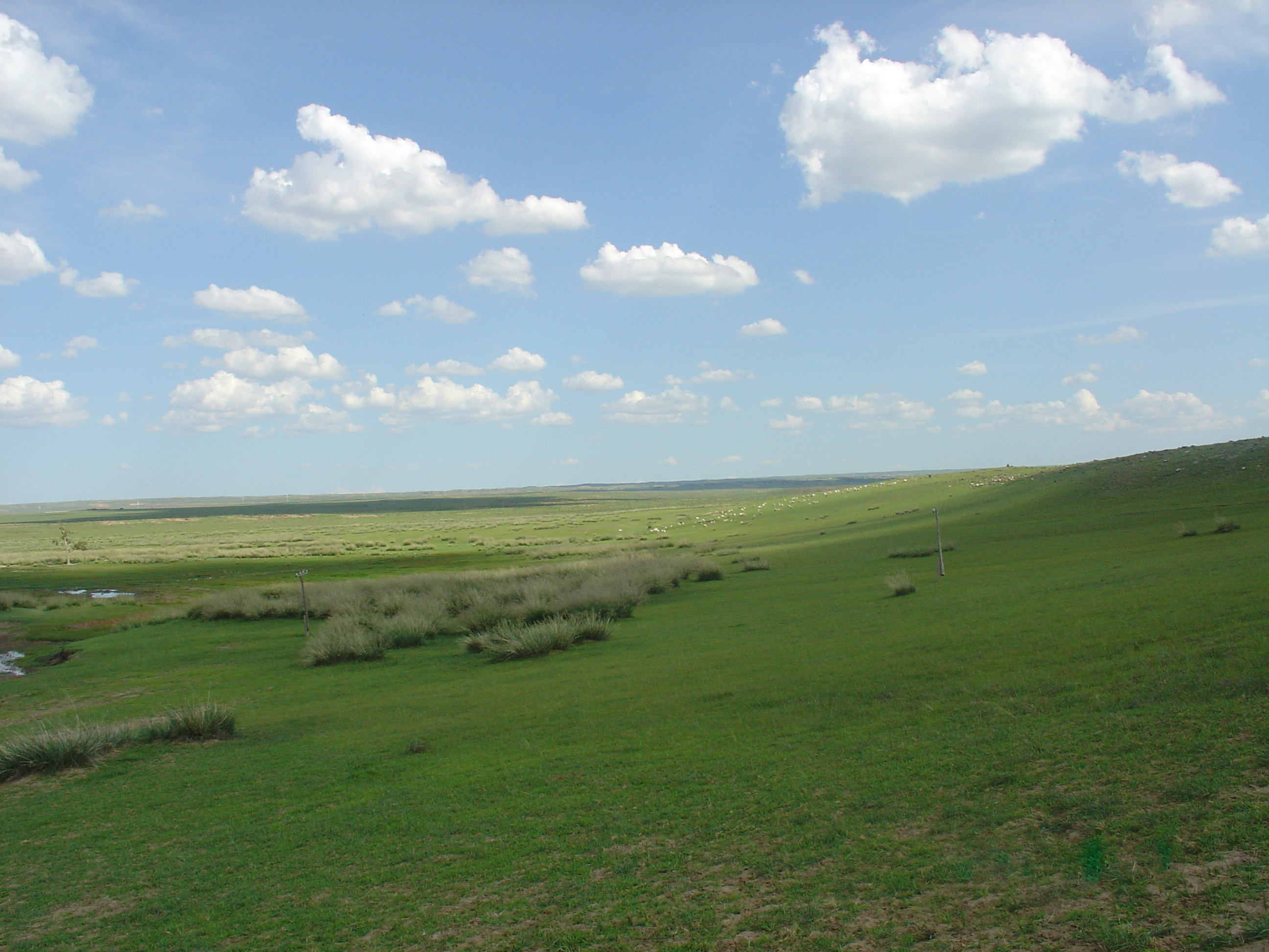 Grasslands-menggu.jpg