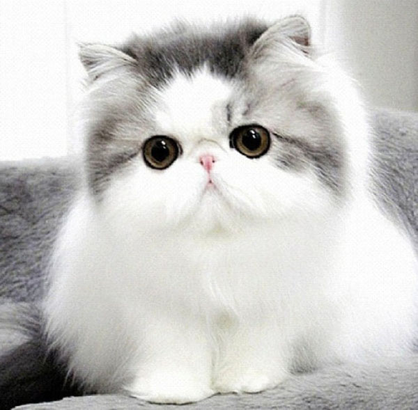 cute-cat-breeds-persian-cat.jpg